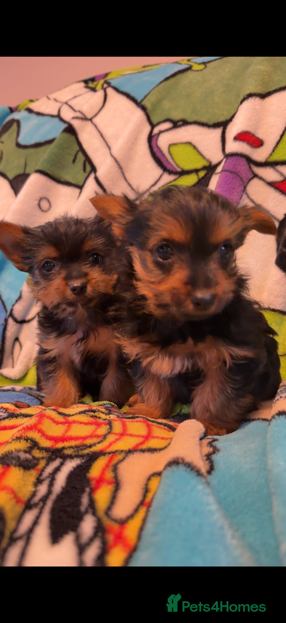 Yorkshire Terrier dogs for sale: yorkshire terrier puppies  in Leicester - Advert 3