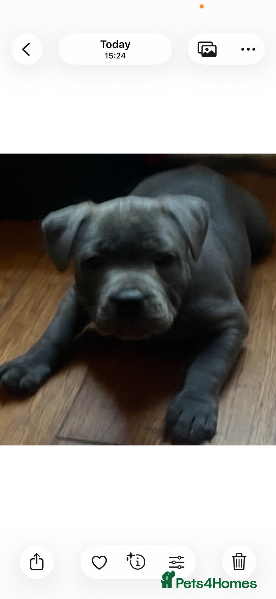 Staffordshire Bull Terrier dogs 1 little girl pedigree full of 20 champions  - Advert 4