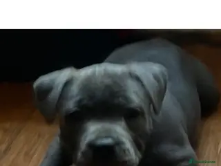 Staffordshire Bull Terrier dogs 1 little girl pedigree full of 20 champions - Advert 4