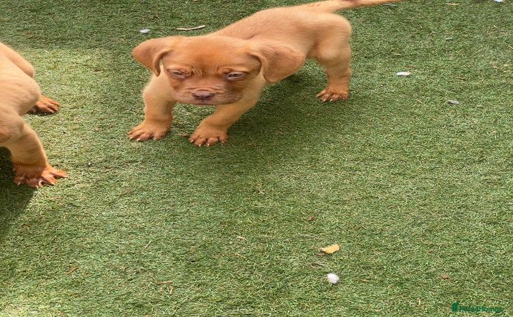 Dogue De Bordeaux dogs - Advert 3