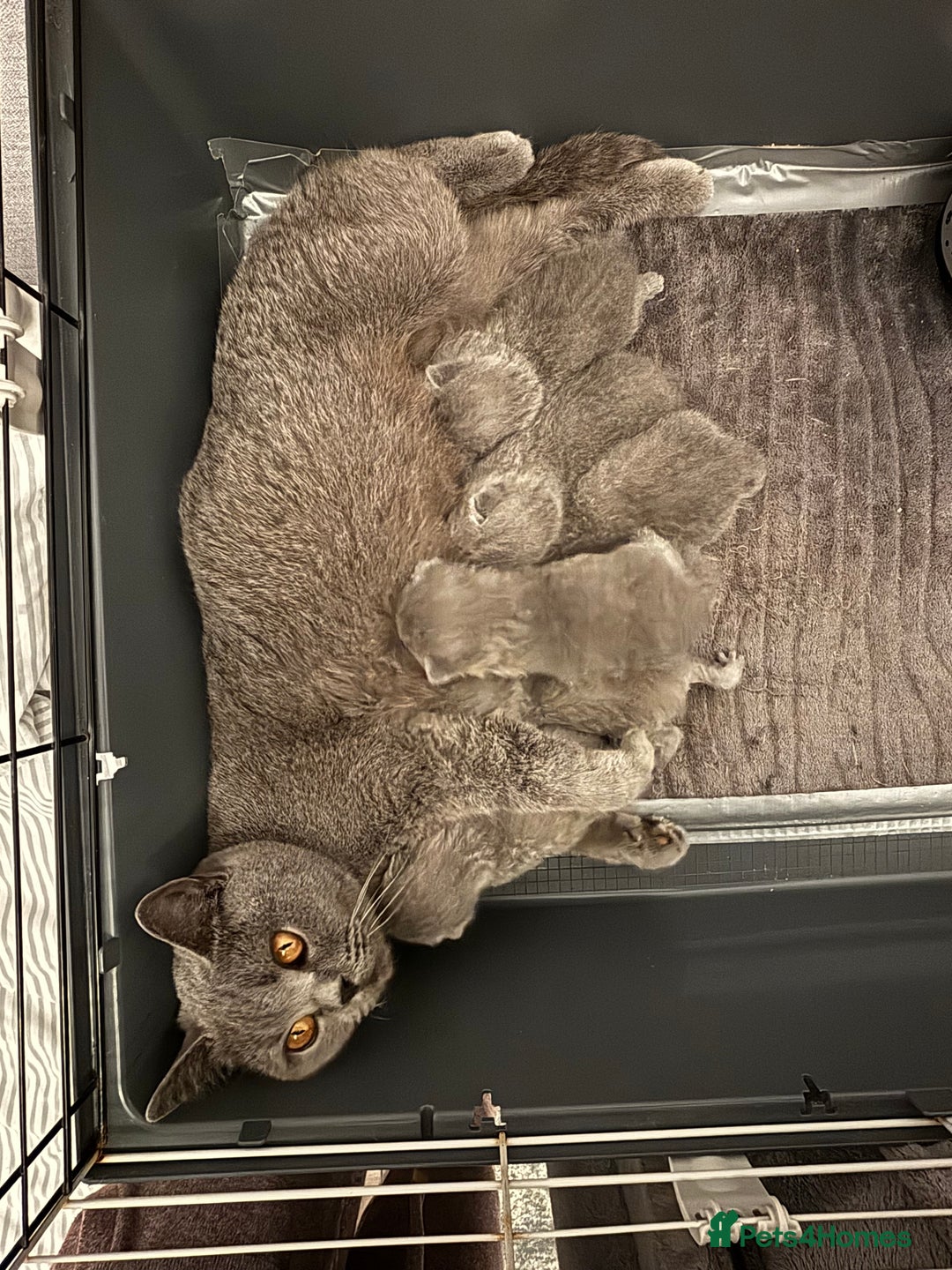 Brazilian Shorthair cats for sale: Chunky British Shorthair kittens  - Advert 7