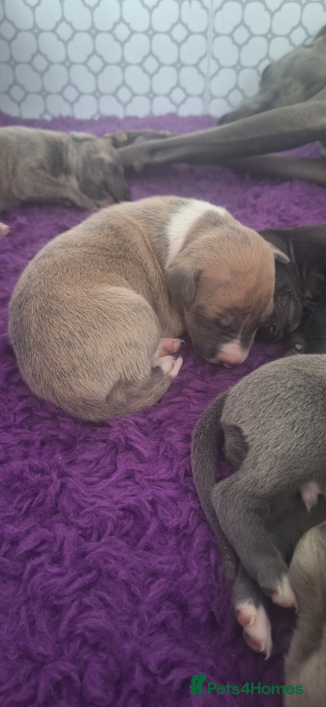 Whippet dogs for sale: 3/4 Whippet 1/4 Italian greyhound  - Image 4