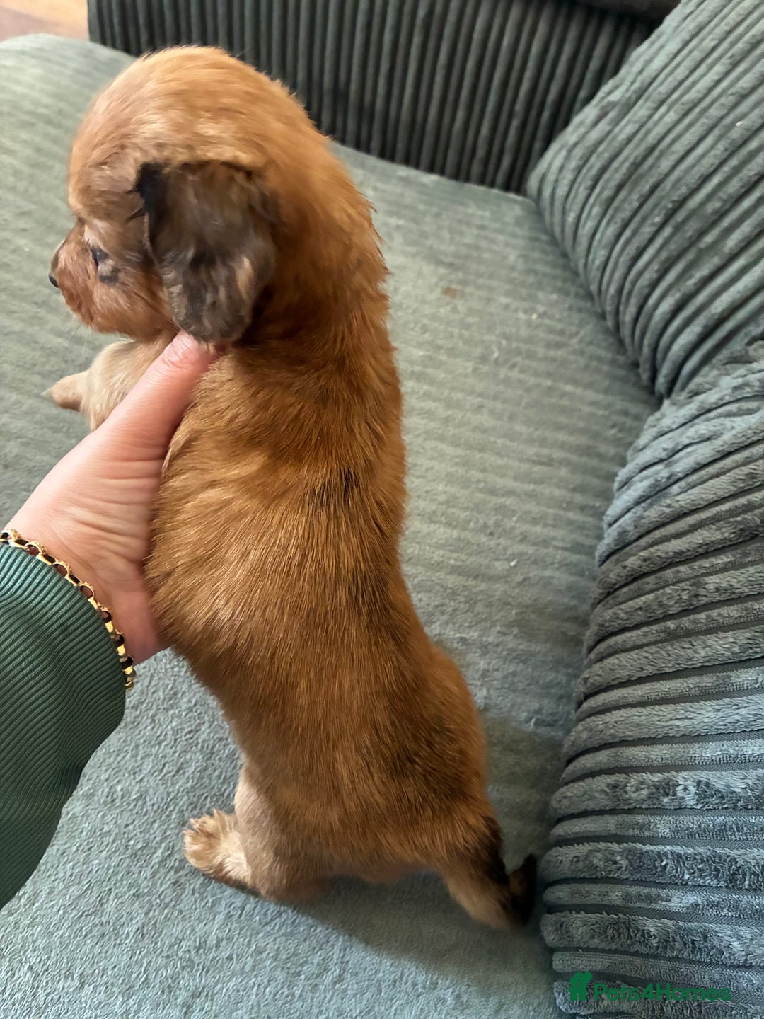 Miniature Dachshund dogs for sale: Broken coated miniature dachshunds  - Image 2