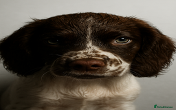 English Springer Spaniel dogs for sale: Adorable male Springer Spaniel - Image 7