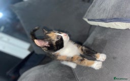 Mixed Breed cats for sale: I have 6 beautiful kittens  - Image 9