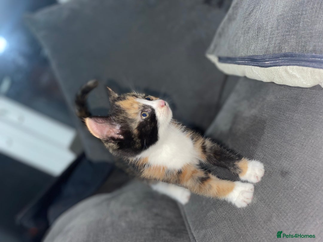 Mixed Breed cats for sale: I have 6 beautiful kittens  - Image 9