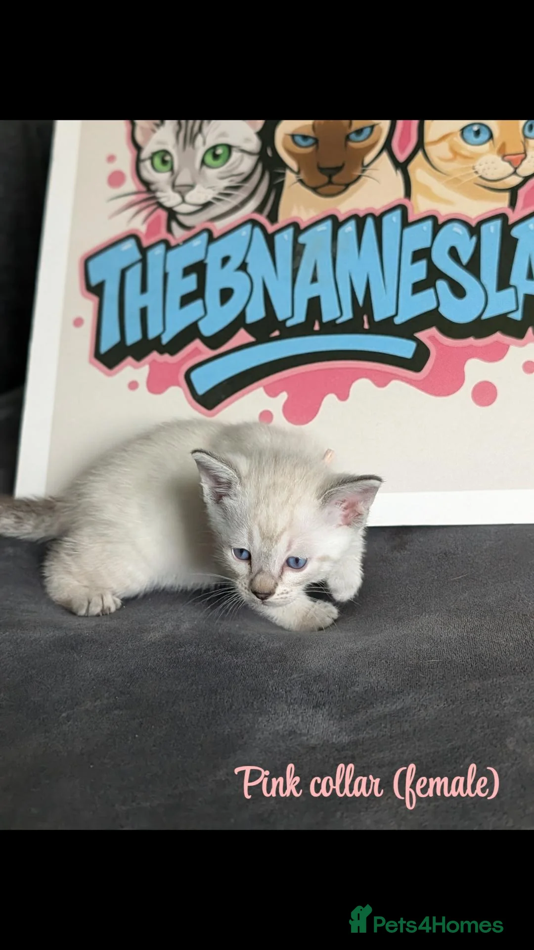 Bengal cats for sale: BENAMESE cubs ☁️🩷🩵 - Advert 2
