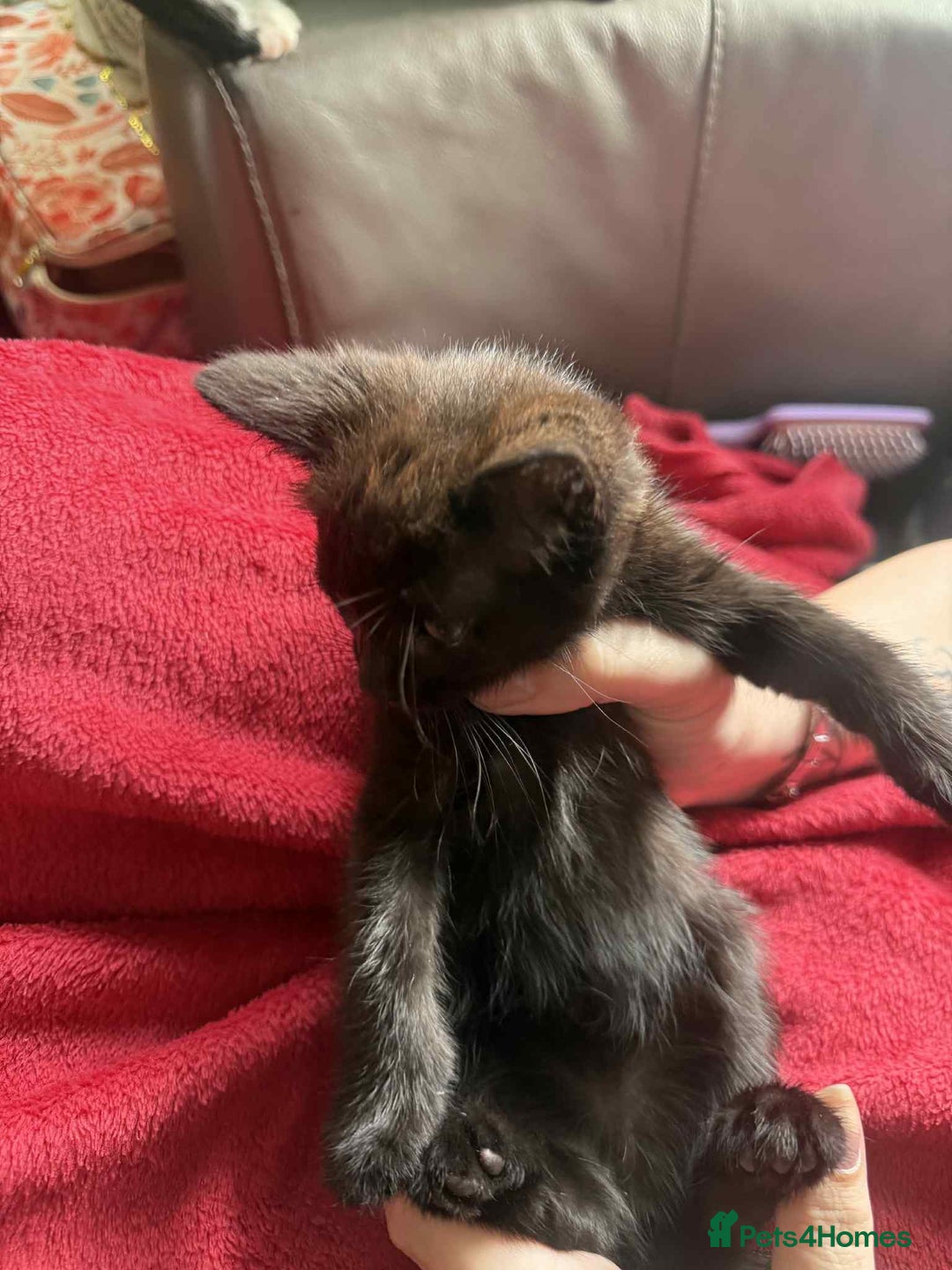 Mixed Breed cats for sale: tuxedo ghost tabby kittens - Image 33