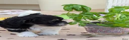 Havanese dogs for sale: Adorable Havanese Puppy Boy Available - Advert 8
