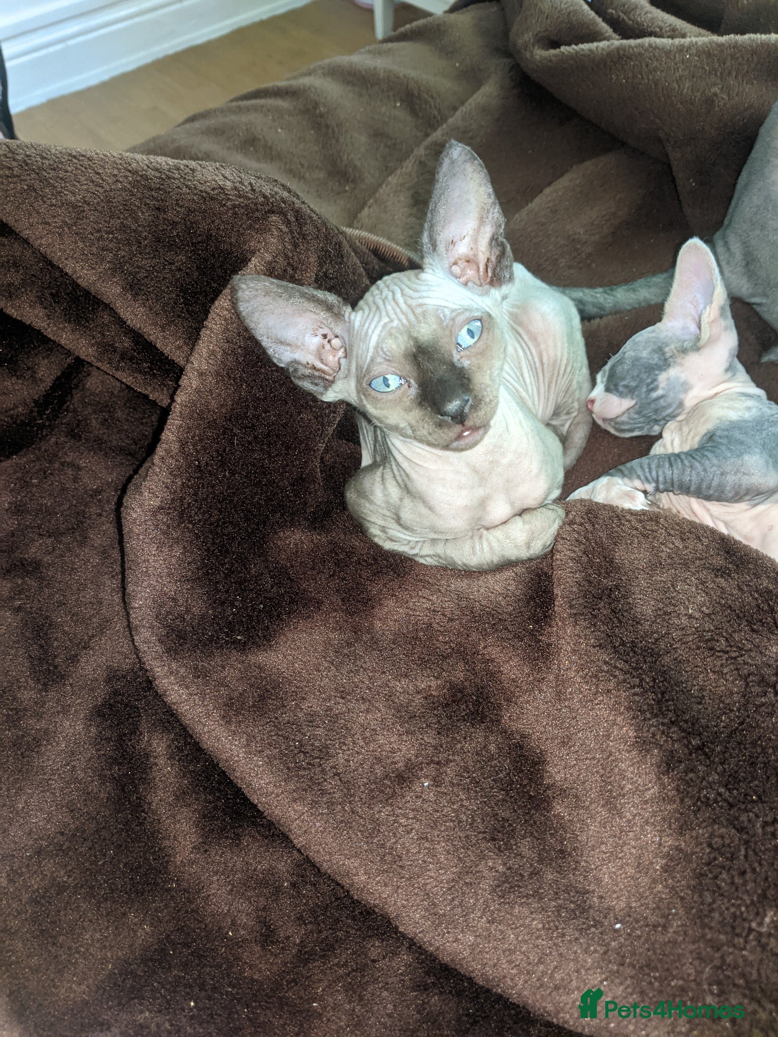 Sphynx cats Super beautiful Sphynx kittens  - Advert 1