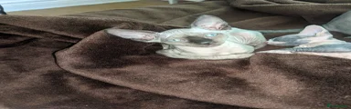 Sphynx Kitten 1