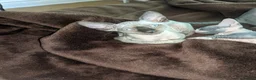 Sphynx cats for sale: Super beautiful Sphynx kittens  - Advert 1