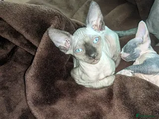 Sphynx cats Super beautiful Sphynx kittens - Advert 1
