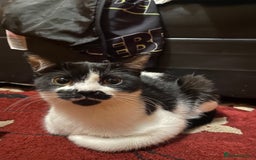Mixed Breed cats for sale: 2 male kittens - Image 1