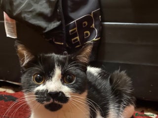 Mixed Breed cats for sale: 2 male kittens - Advert 2