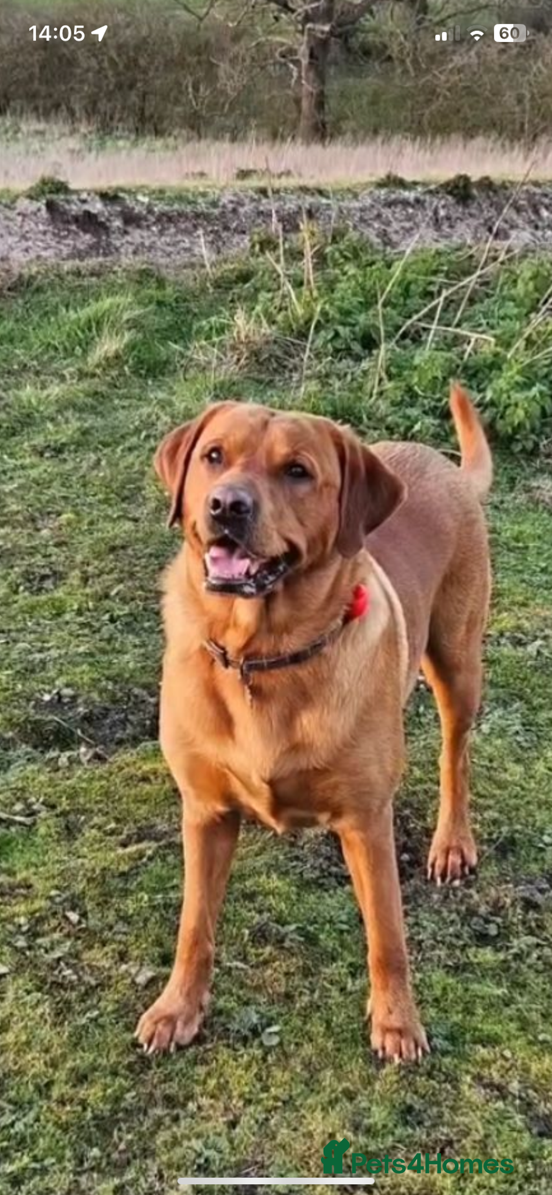 Labrador Retriever dogs for sale: KC labrador retriever puppies - Advert 8