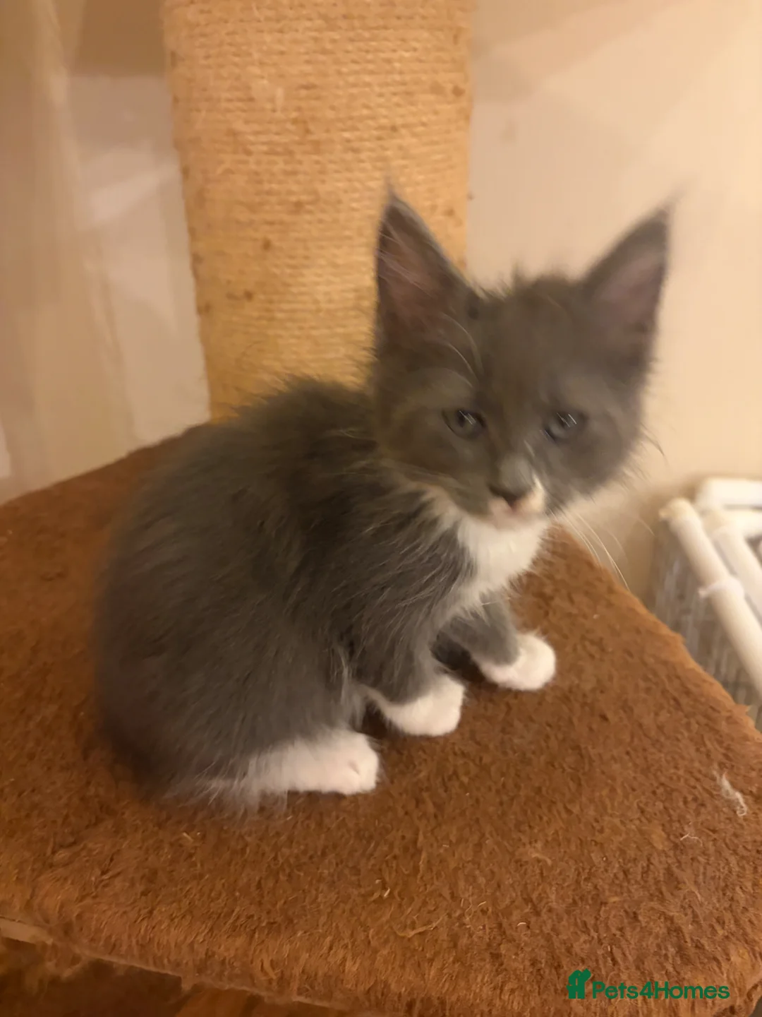 Maine Coon cats for sale: Female Maine coon - Advert 6