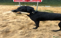 Mixed Breed dogs for sale: 1 year old black female black Labrador mix  - Image 2