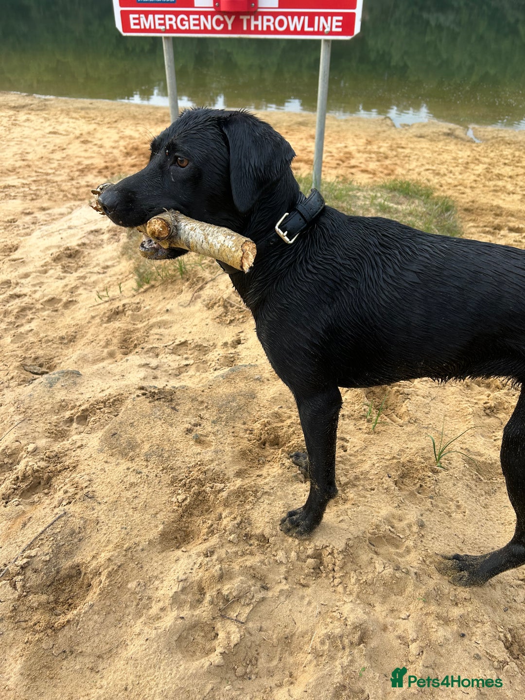 Mixed Breed dogs for sale: 1 year old black female black Labrador mix  - Image 2