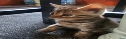 Mixed Breed cats for sale: Kitten for sale  - Advert 5