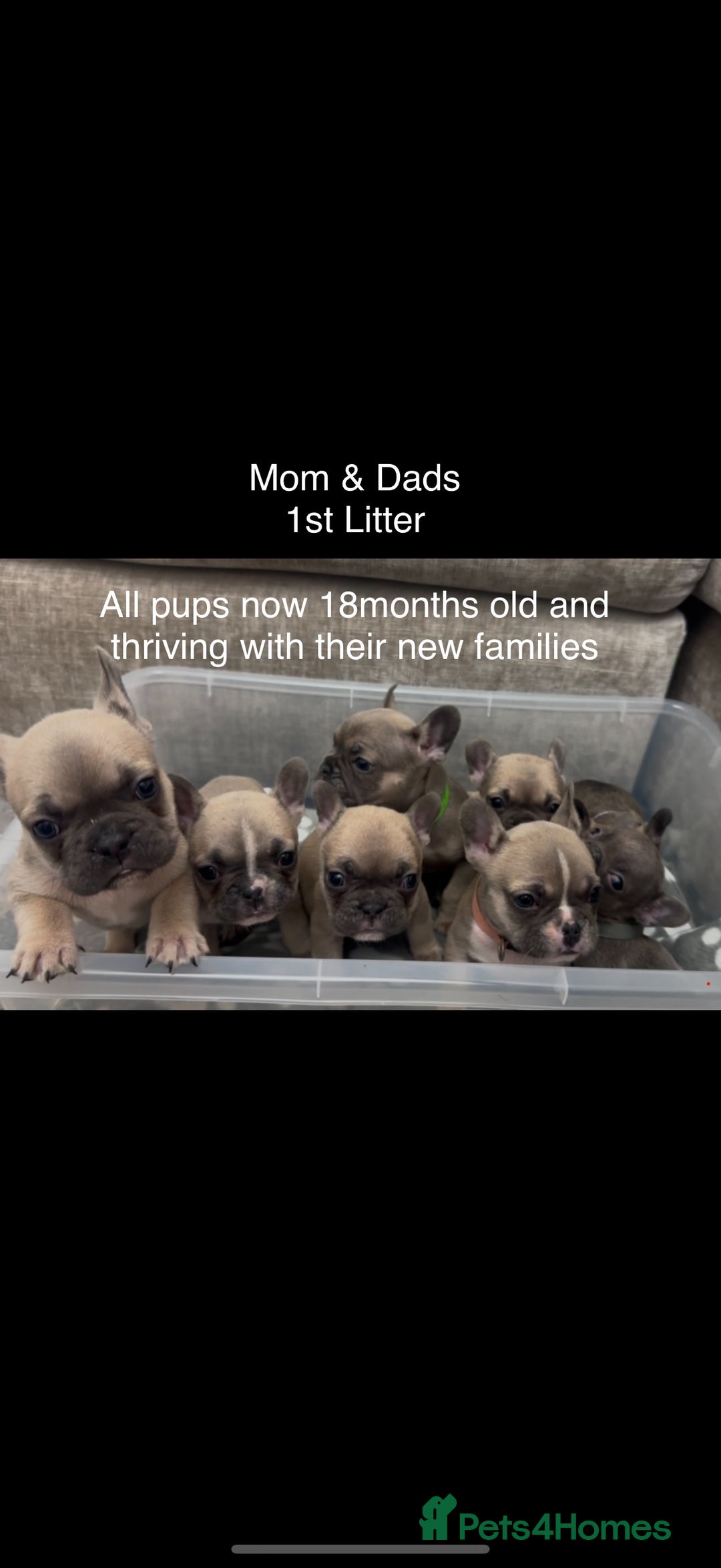 French Bulldog dogs for sale: French bull dog puppies - Advert 7