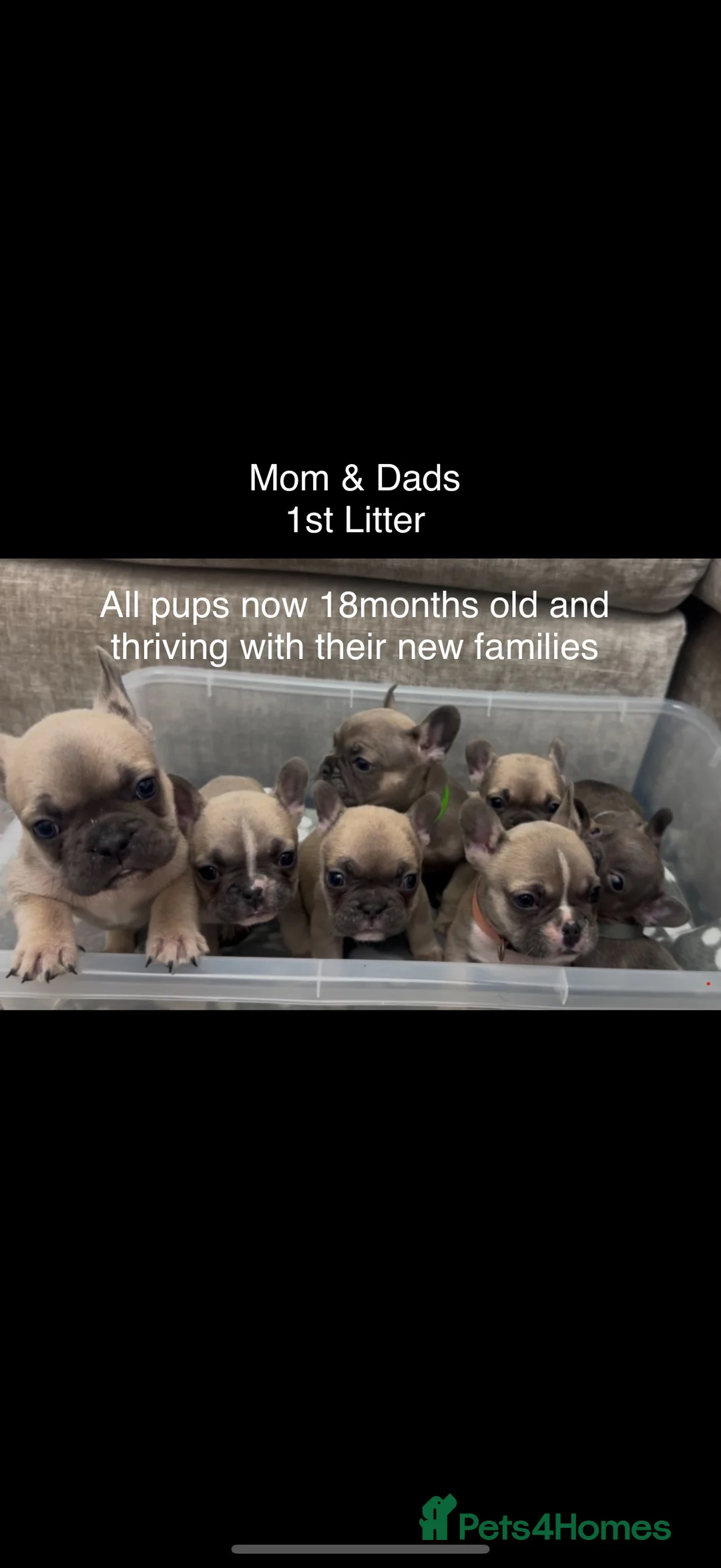 French Bulldog dogs for sale: French bull dog puppies ONLY 2 MALES LEFT - Advert 7