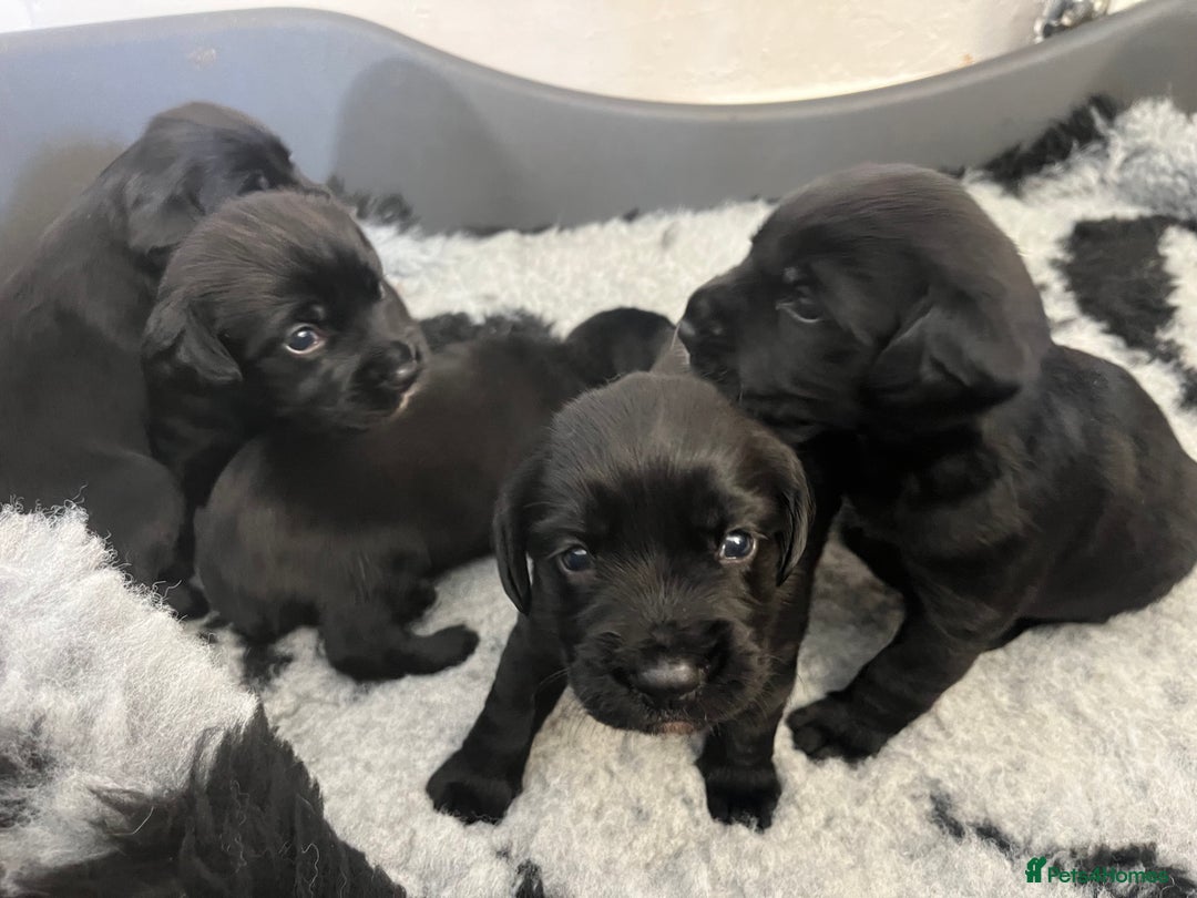 Springador dogs for sale: Springerdor puppies  - Image 8