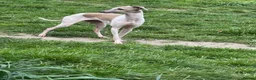 Italian Greyhound dogs for sale: Selling all my adult dogs.  - Advert 4