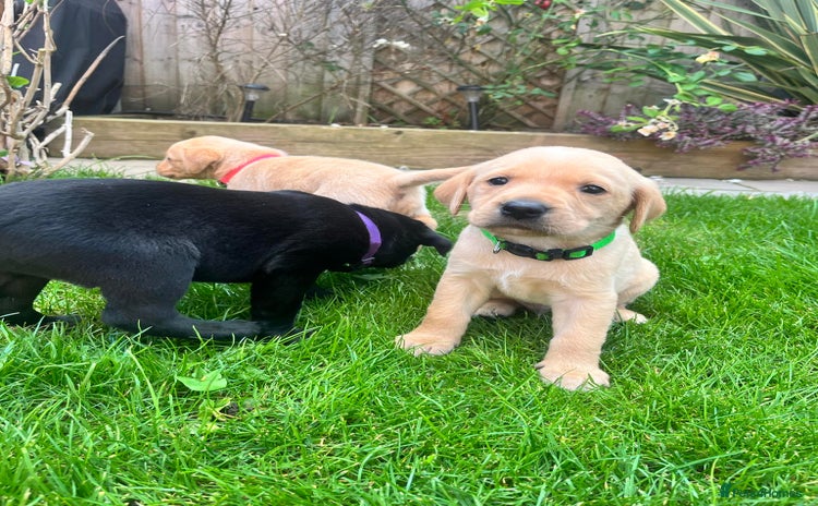 Labrador Retriever dogs - Advert 8