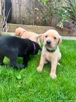 Labrador Retriever dogs - Advert 2