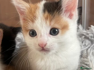 Mixed Breed cats Adorable Kittens in Croydon £250 - Advert 14