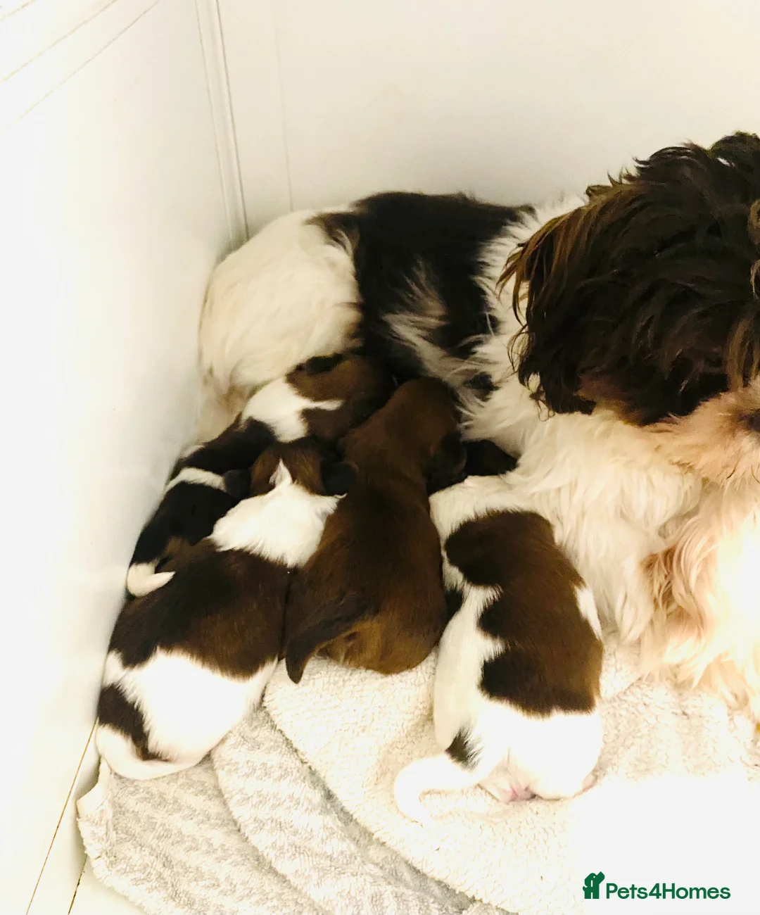 Shih Tzu dogs for sale: 🌟STUNNING SHIH TZU BOYS ~ READY MARCH 22nd🌟 - Advert 8
