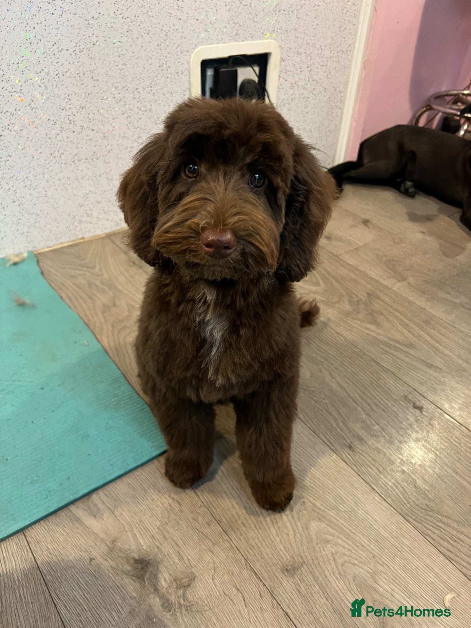 Cockapoo dogs River - cockapoo puppy - Advert 7