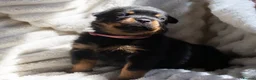 Rottweiler dogs for sale: Full KC Pedigree Rottweilers - Advert 12