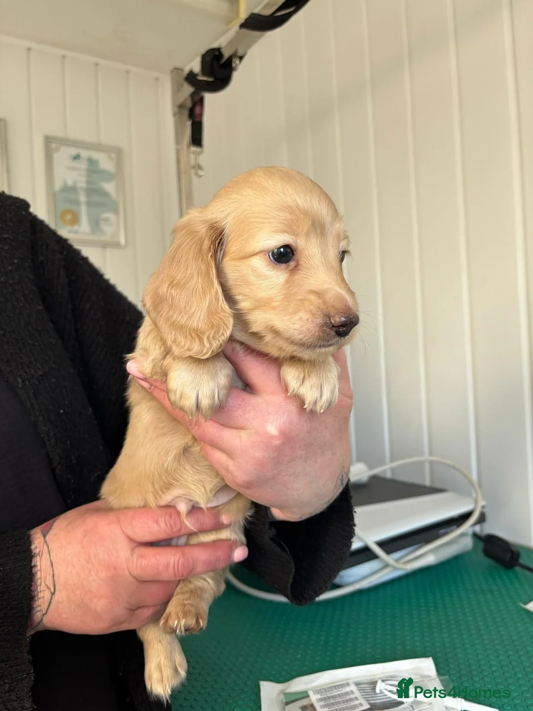 Miniature Dachshund dogs for stud: Dna and ivdd screened Mini Dachshund  in Southampton - Advert 21