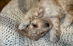 Toy Poodle dogs for sale: TOY POODLE PUPPIES 2 GIRLS 1 BOY LEFT - Image 2