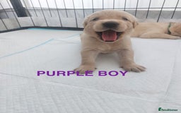 Golden Retriever dogs for sale: Golden Retriever Puppies  - Image 5