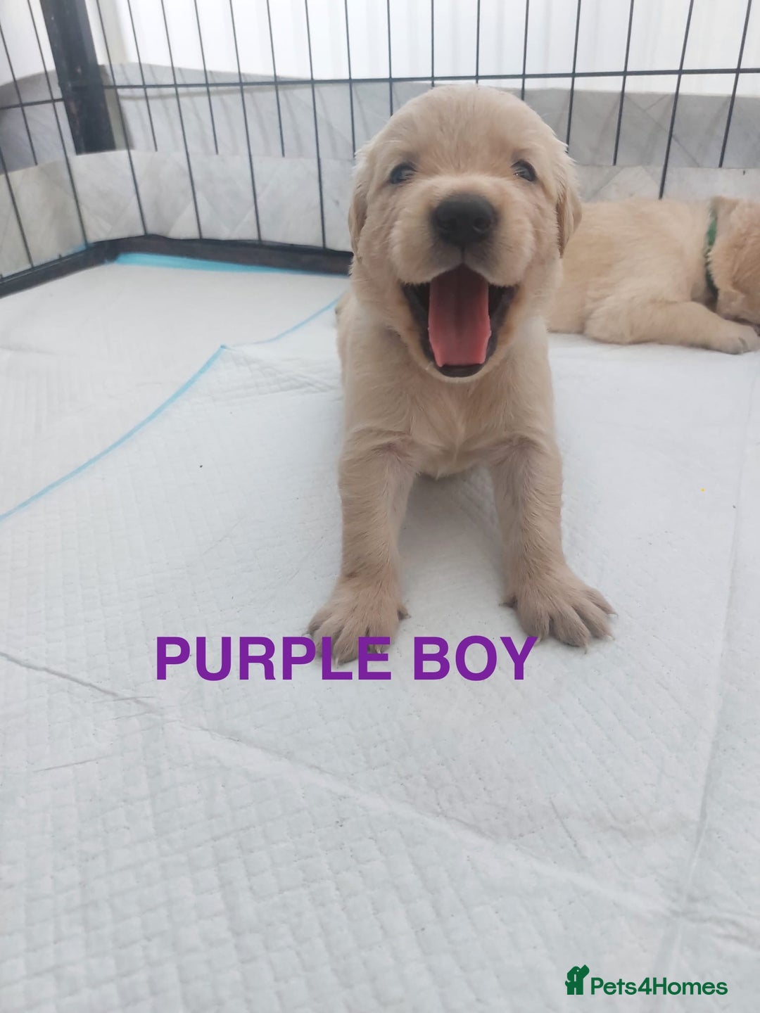 Golden Retriever dogs for sale: Golden Retriever Puppies  - Image 5