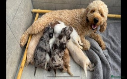 Cockapoo dogs for sale:  Tiny merle cockapoos   - Image 2