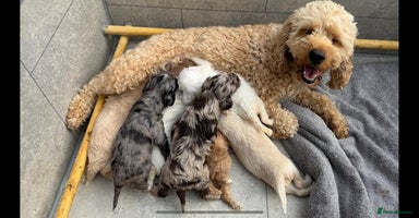 Cockapoo dogs - Advert 1