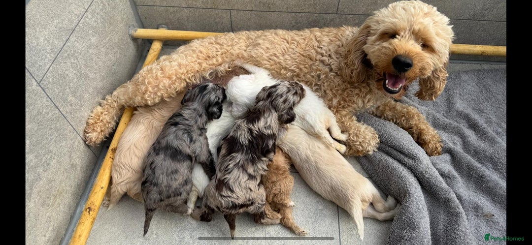 Cockapoo dogs for sale:  Tiny merle cockapoos   - Image 2