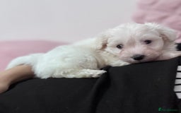 Bichon Frise dogs for sale: Adorable Puppies Ready for Their Forever Homes  - Image 2