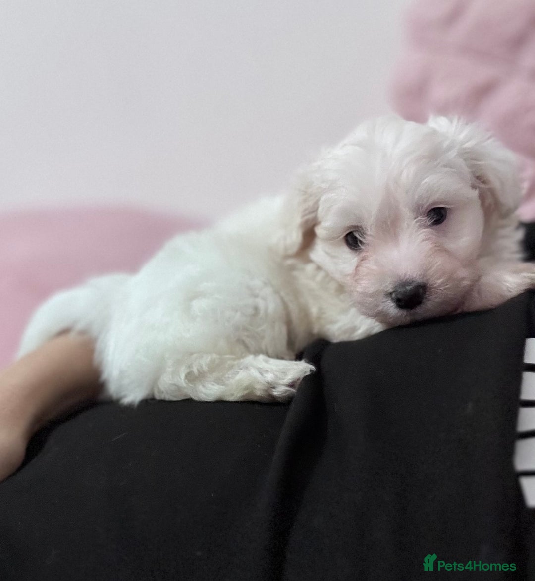 Bichon Frise dogs for sale: Adorable Puppies Ready for Their Forever Homes  - Image 2