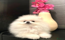 Pomeranian dogs for sale: Korean–Russian Exclusive Teddy Bear Pomeranian ✨🐻 - Advert 16