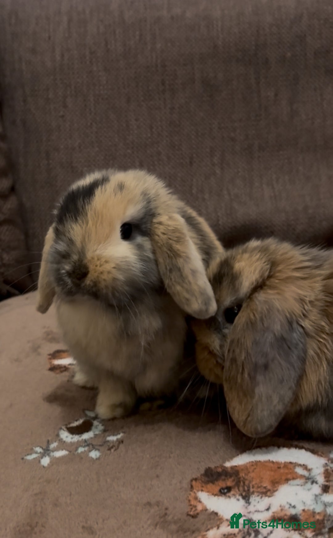 Mini Lop rabbits for sale: Bonded Mini Lop Harlequin Pair. Sold Together Only - Advert 17