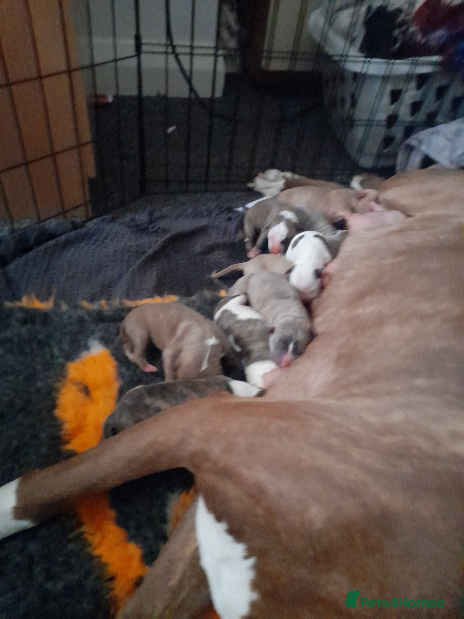 Mixed Breed dogs 11 big Beautiful alpha blue bulldog puppies  - Advert 8