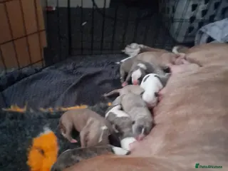 Mixed Breed dogs 11 big Beautiful alpha blue bulldog puppies - Advert 8