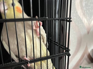 Cockatiels birds - Advert 3