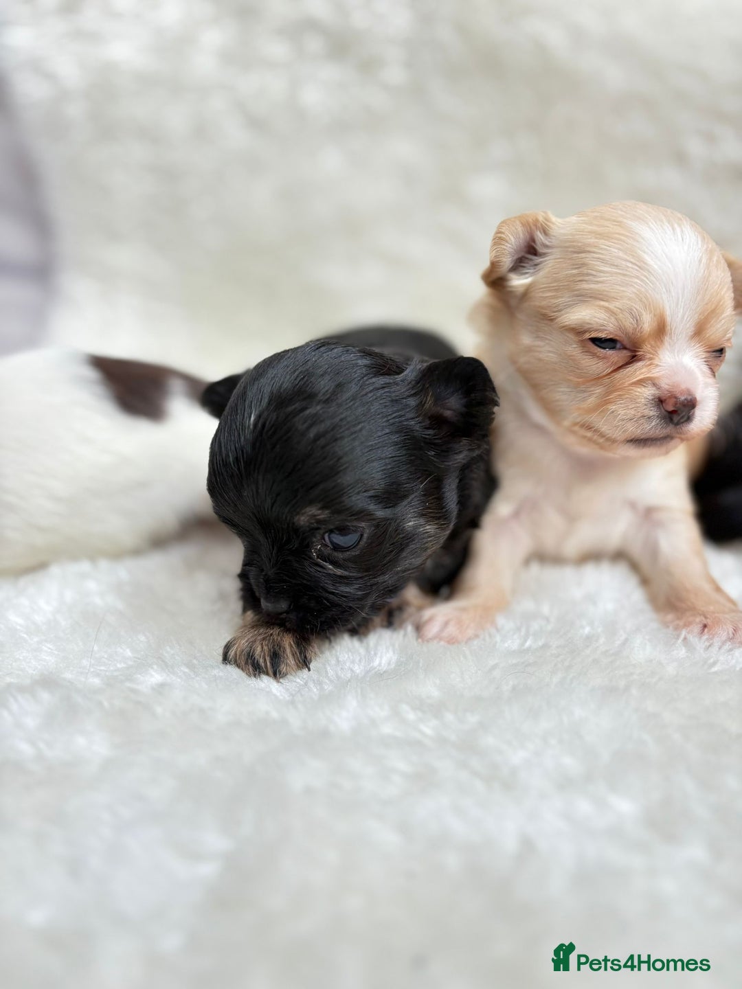 Chihuahua dogs for sale: Long Haired Applehead puppies - Advert 12