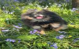 Pomeranian dogs for sale: ** KC pomeranian puppies - Image 14